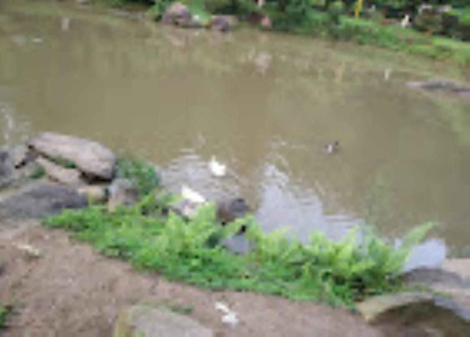גווהטי Brahmaputra Jungle Resort מראה חיצוני תמונה
